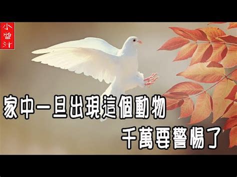 小鳥死在家門口|家裡出現死鳥 鳥死在院子裡是擋災